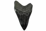 Serrated, Fossil Megalodon Tooth - South Carolina #301823-1